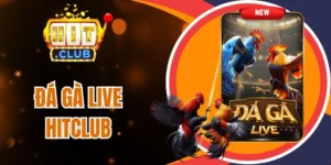 Nhận định của hội viên về đá gà live Hitclub